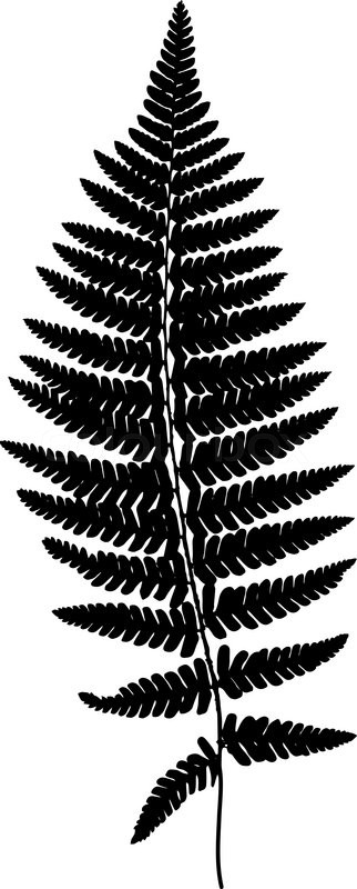 322x800 Fern Frond Black Silhouette. Vector Illustration. Forest Concept