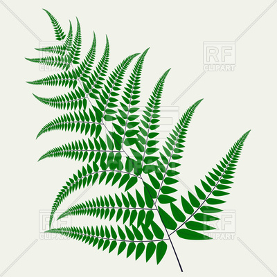 400x400 Fern Leaf Vector Image Vector Artwork Of Plants And Animals