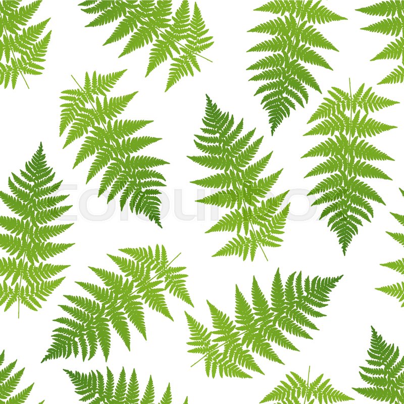 800x800 Fern Seamless Pattern. Vector Illustration Stock Vector Colourbox