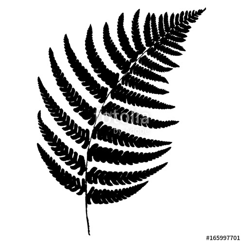 500x500 Fern Silhouette. Stock Image And Royalty Free Vector Files On