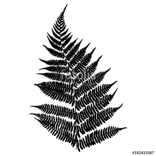 500x500 Fern. Black Isolated Silhouette On White Background. Vector
