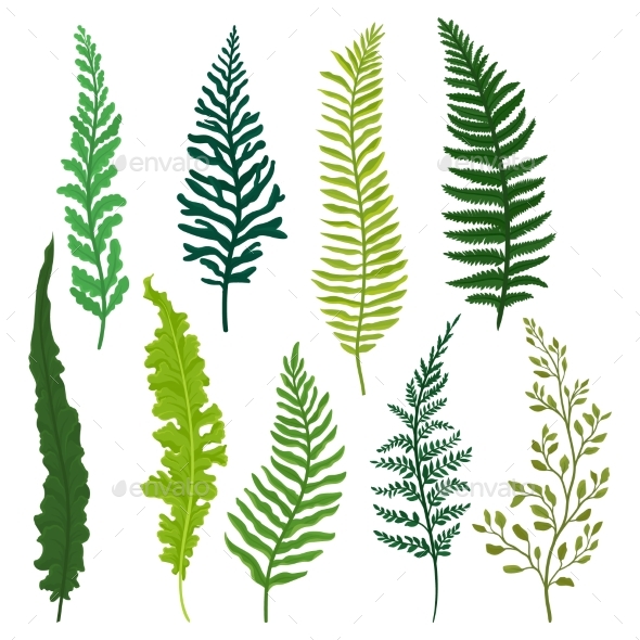 590x590 Flat Vector Set Of Different Types Of Fern. By Happypictures