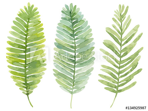 500x375 Vector Set Of Watercolor Leaves. Summer Green Leaves Of A Fern