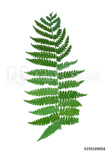 354x500 Silhouette Green Fresh Fern, Vector Plant Sign Illustration