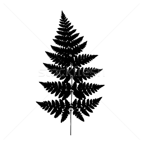 600x600 Fern Stock Vectors, Illustrations And Cliparts Stockfresh