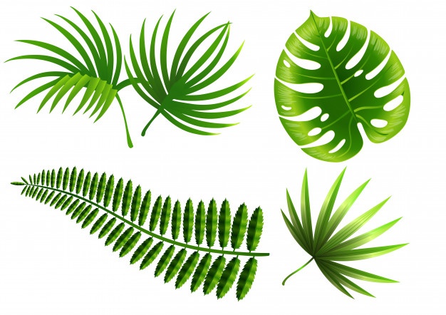 626x442 Fern Vectors, Photos And Psd Files Free Download