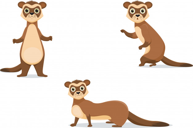 626x417 Ferret Illustrations In Different Poses. Vector Premium Download