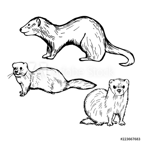 500x500 Hand Drawn Ferret On White Background. Vector Sketch Illustration