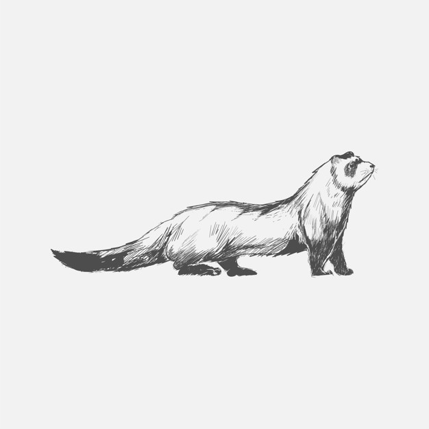626x626 Illustration Drawing Style Of Ferret Vector Premium Download