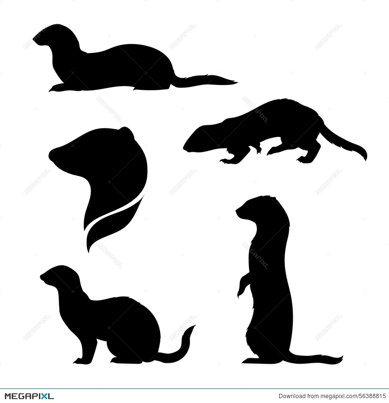 800x830 Vector Silhouettes Of A Ferret Illustration 56388815