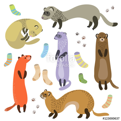 500x500 Ferret, Socks And Paw Prints Vector Illustration. Stock Image And
