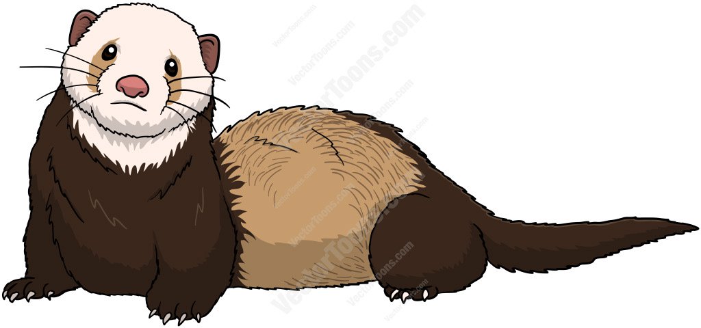1024x480 Brown Ferret With A White Face Clipart By Vector Toons