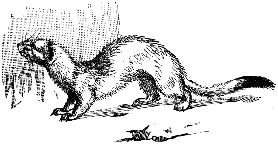 900x467 Download Vector Graphics Clipart Ferret Graphics,illustration