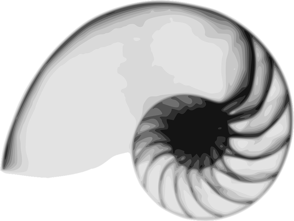 958x720 Vector Shell Fibonacci ~ Frames ~ Illustrations ~ Hd Images