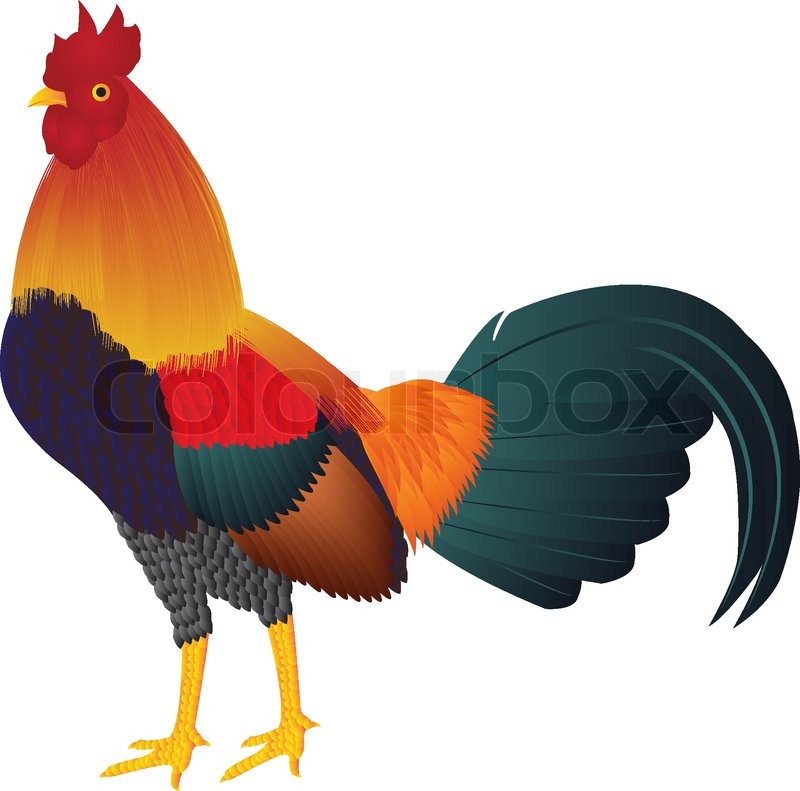 800x791 Fighting Cock On White Background Stock Vector Colourbox