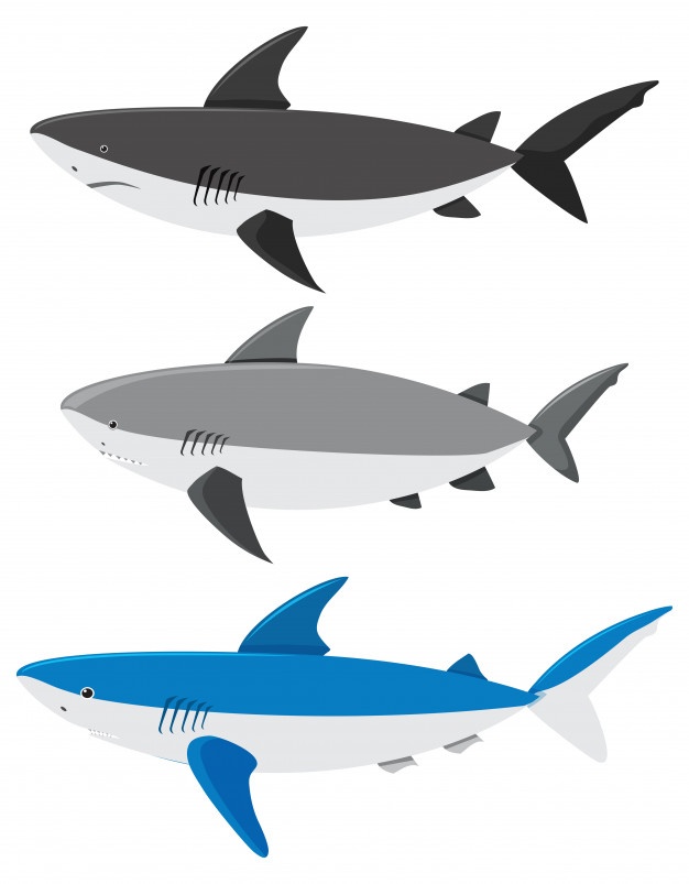 626x803 Shark Fin Vectors, Photos And Psd Files Free Download