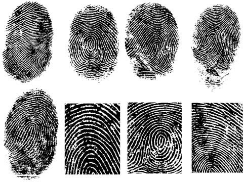 482x360 Fingerprint Vector 1 Free Vector In Encapsulated Postscript Eps