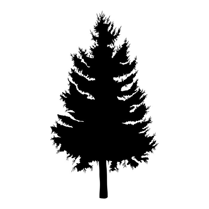 700x700 Hand Drawn Fir Tree Vector Illustration. Silhouette Of Black Pine