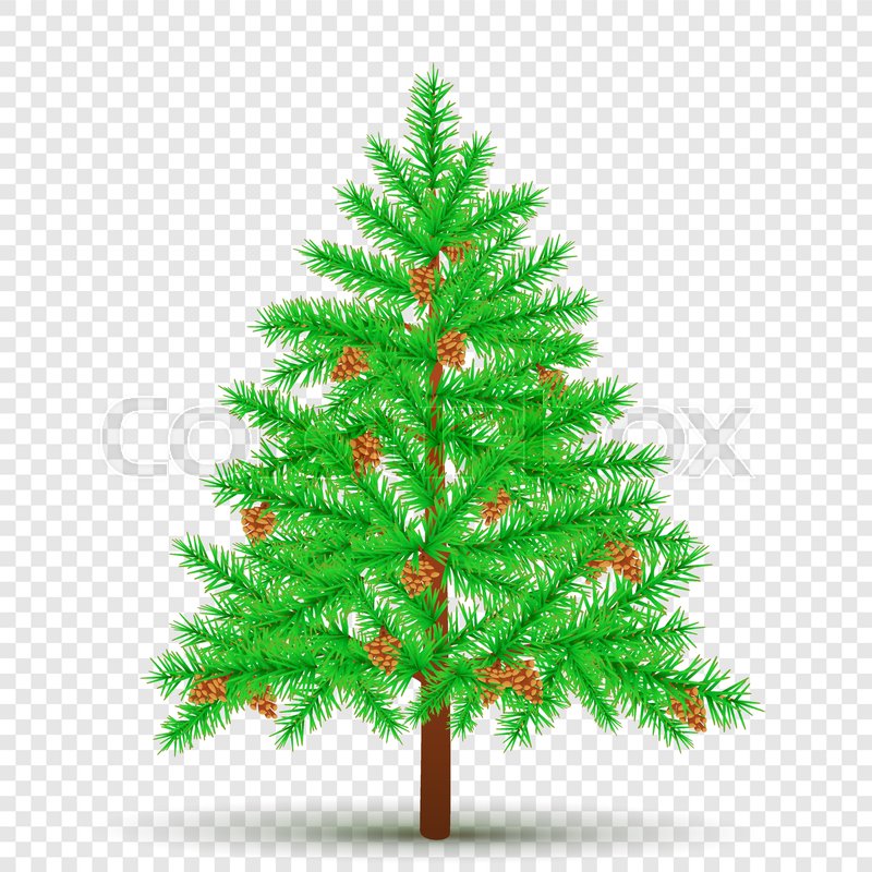 800x800 Spruce With Cones On Transparent Background. Christmas Fir Tree