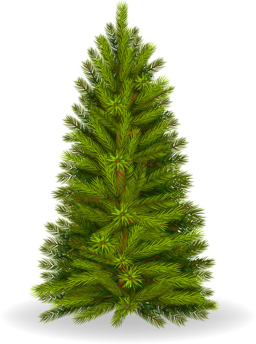500x670 Christmas Green Fir Tree Vector Material 06 Free Download
