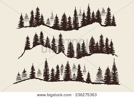 450x331 Vintage Engraving Forest. Doodle Sketch Fir Trees Vector Set