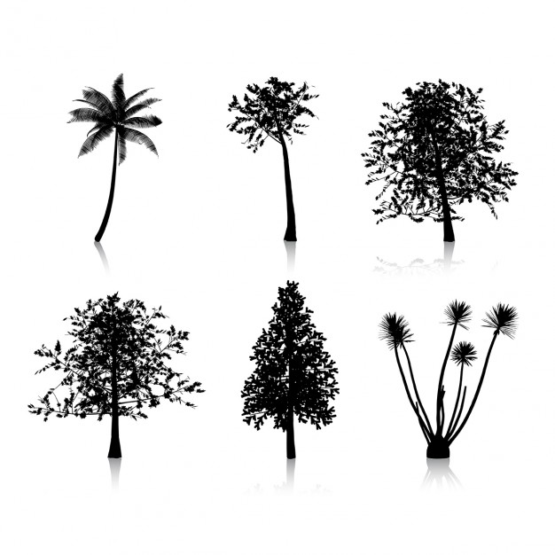 626x626 Fir Tree Vectors, Photos And Psd Files Free Download
