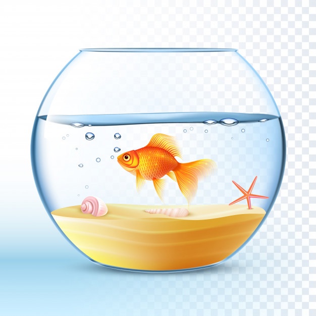 626x626 Fish Bowl Vectors, Photos And Psd Files Free Download