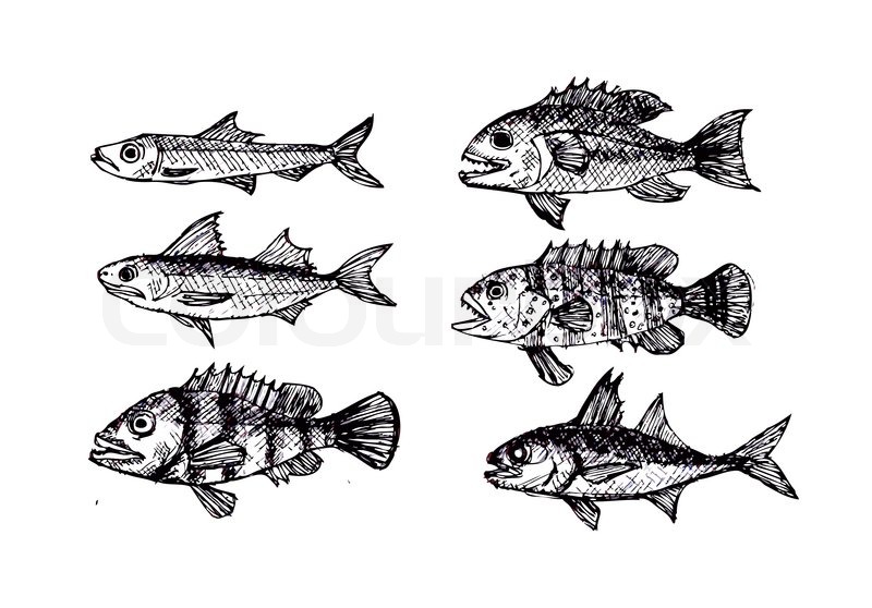800x558 Hand Drawn Fish Vector Illustration Stock Vector Colourbox