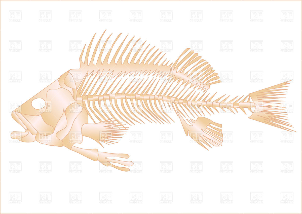 1200x849 Fish Skeleton