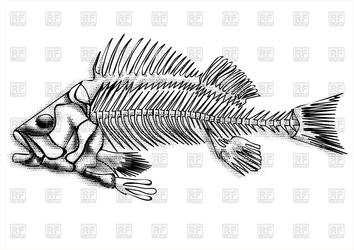 Download Fish Skeleton Vector at GetDrawings.com | Free for ...