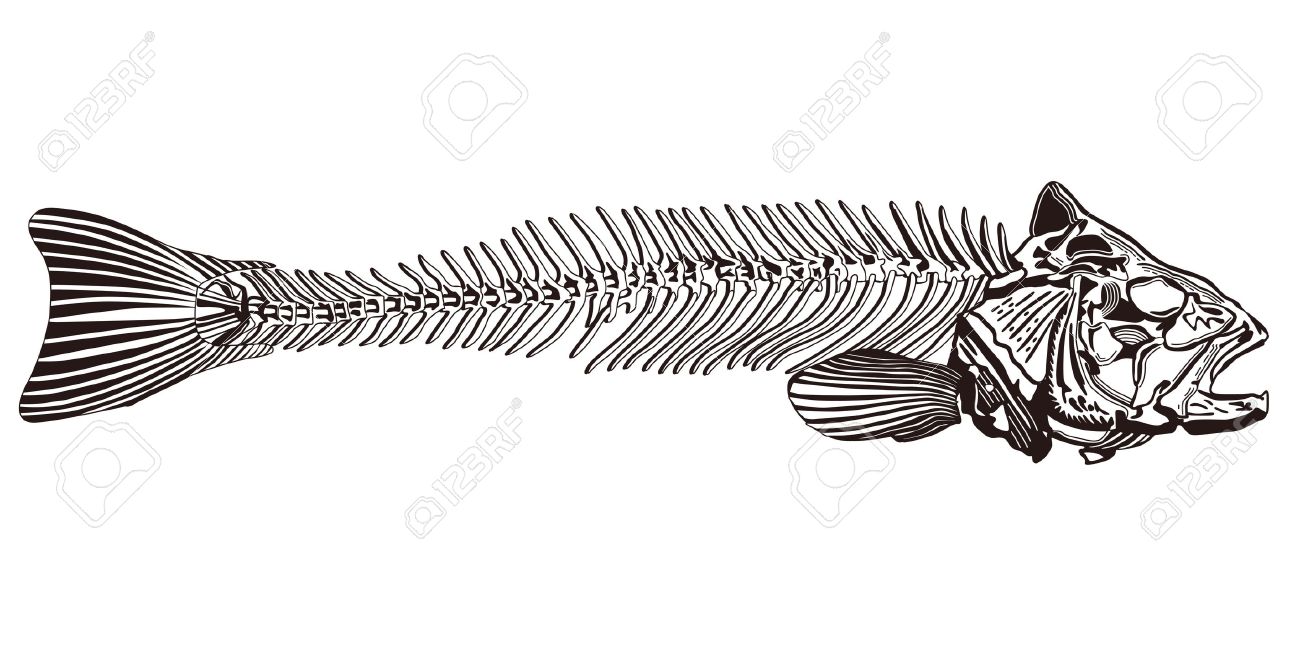 1300x671 Bones Clipart Fish Bone ~ Frames ~ Illustrations ~ Hd Images