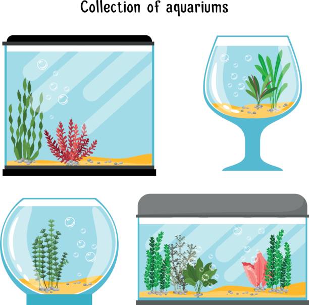 612x604 Collection Of Fish Aquarium Clipart High Quality, Free