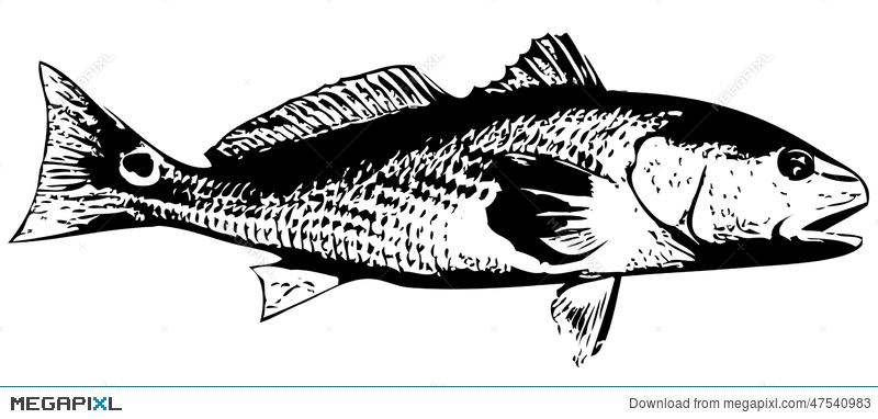 The best free Redfish vector images. Download from 28 free vectors of ...