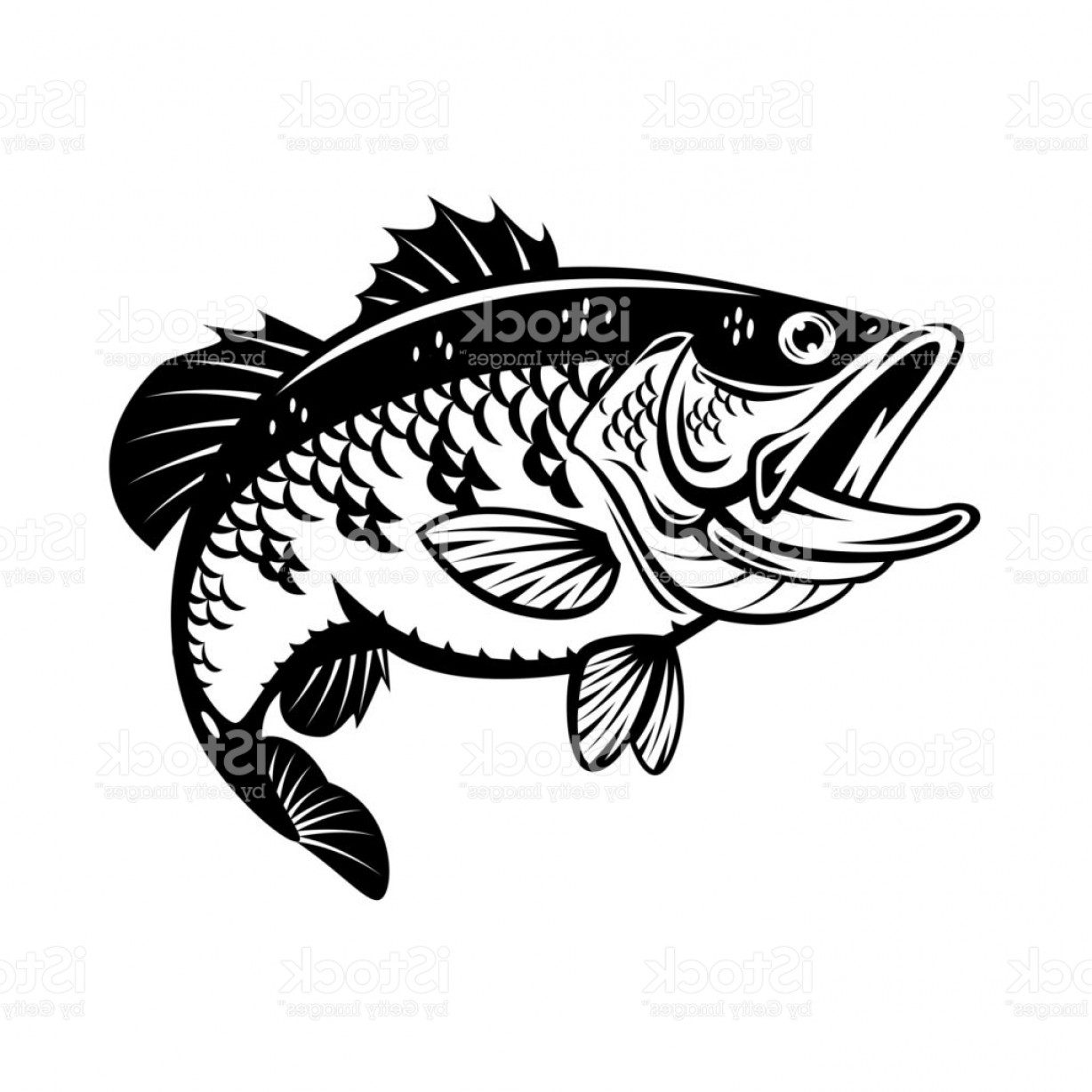 1228x1228 Graphic Bass Fish Vector Gm Shopatcloth