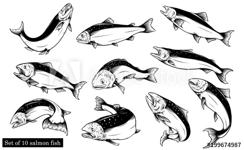 500x307 Salmon Art Highly Detailed In Line Art Style.fish Vector By Hand