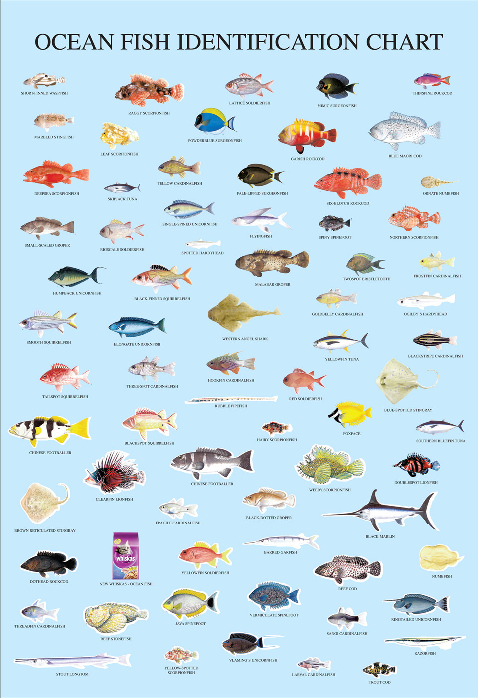 959x1400 Fishing Chart