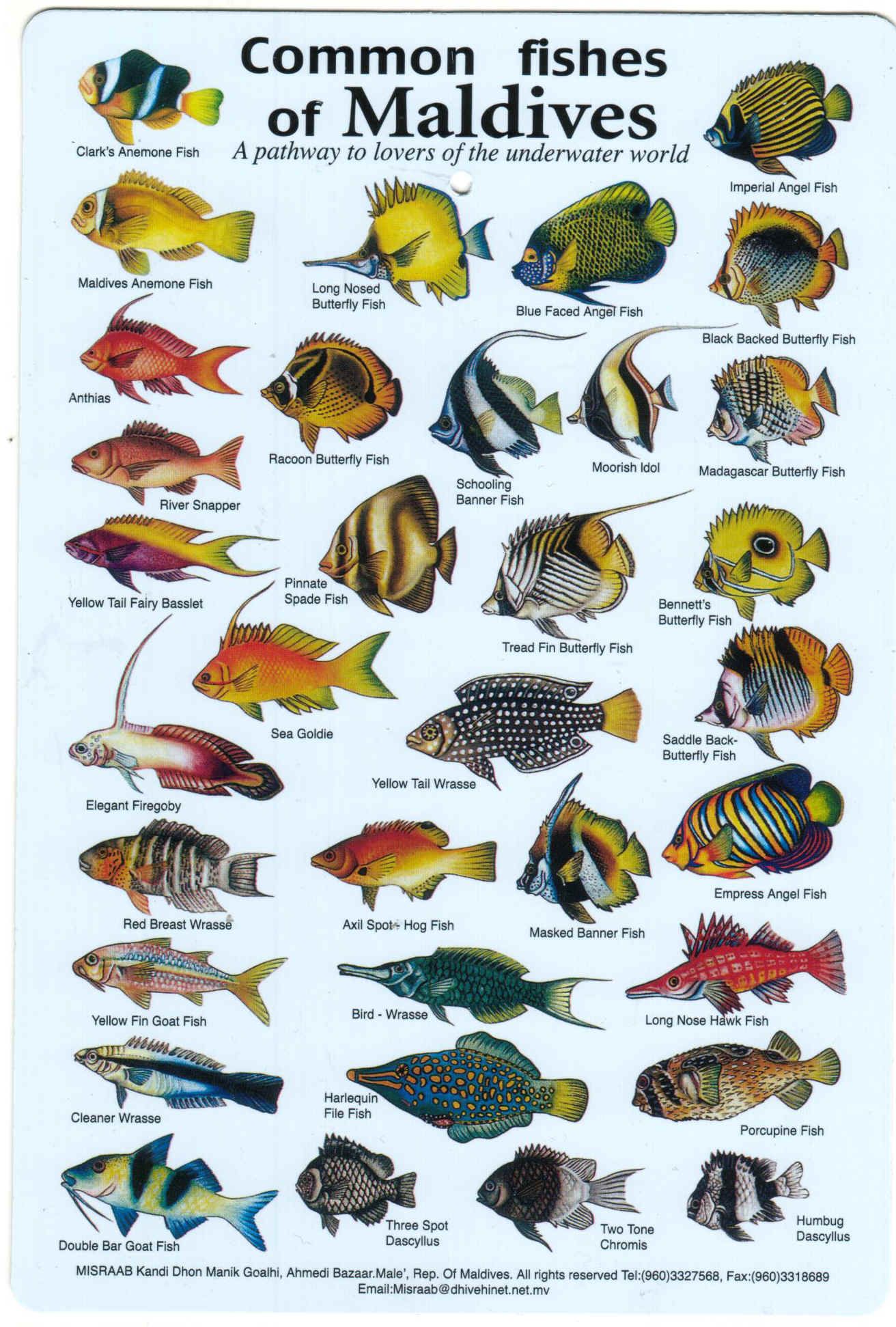 1312x1943 Fishes Of The Maldives Identification Chart (Water Resistant