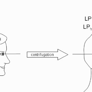 316x316 T Is Proposed That Lp Elevation ( ) Results From Vector Addition