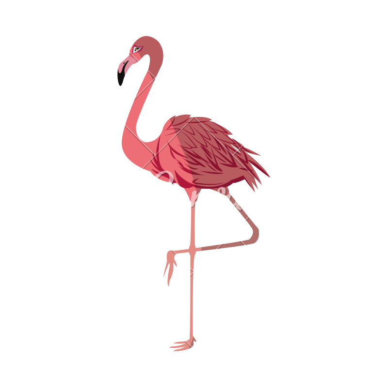 800x800 Pink Flamingo Vector