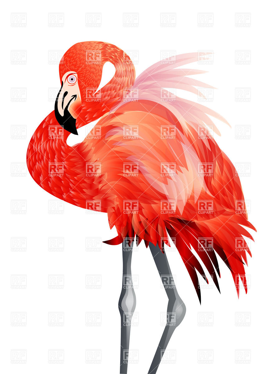 848x1200 Pink Flamingo Vector Image Vector Artwork Of Plants And Animals
