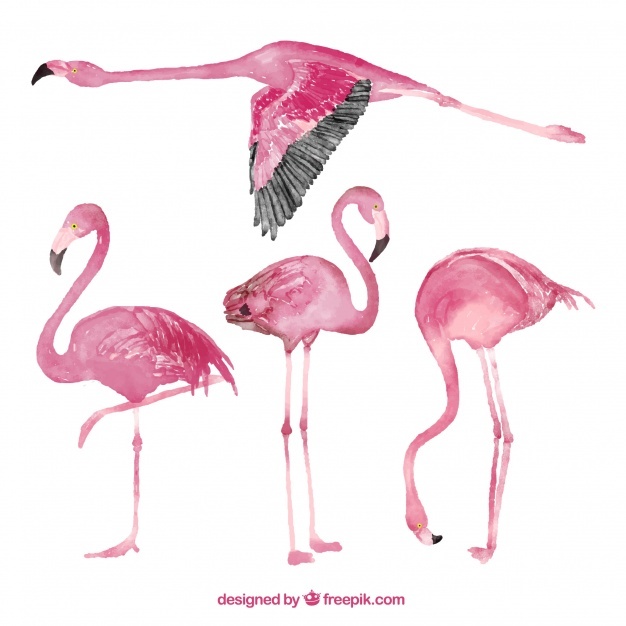 626x626 Flamingo Vectors, Photos And Psd Files Free Download