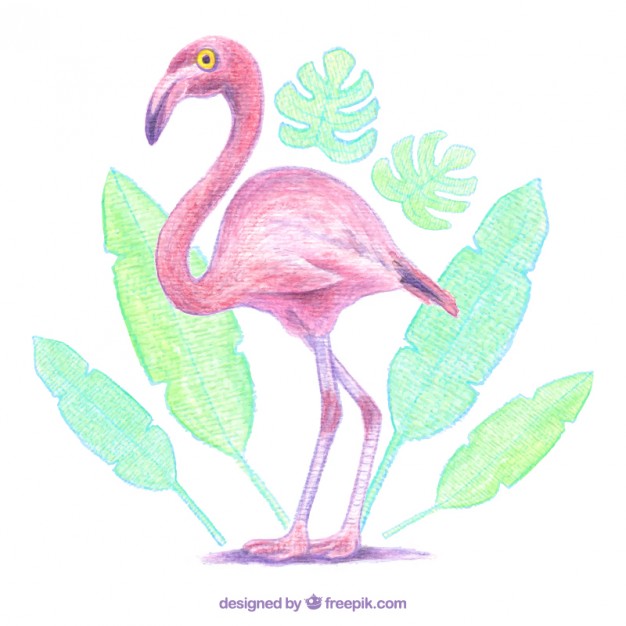 626x626 Watercolor Flamingo Vector Free Download