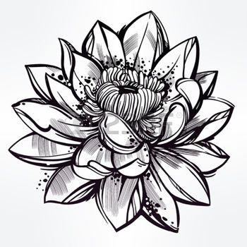 350x350 Tatouage Fleur Vector Set Of Hand Drawn Fleur De Lotus. Lily