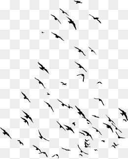 260x322 Flock Birds Png Images Vectors And Psd Files Free Download On