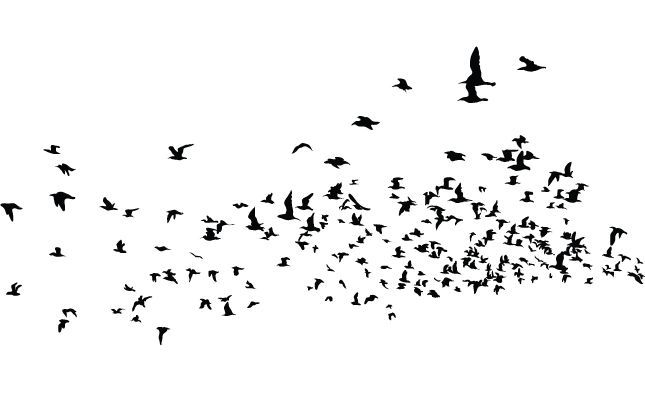 645x395 Flock Of Birds Vector Pack Birds, Updated Bird