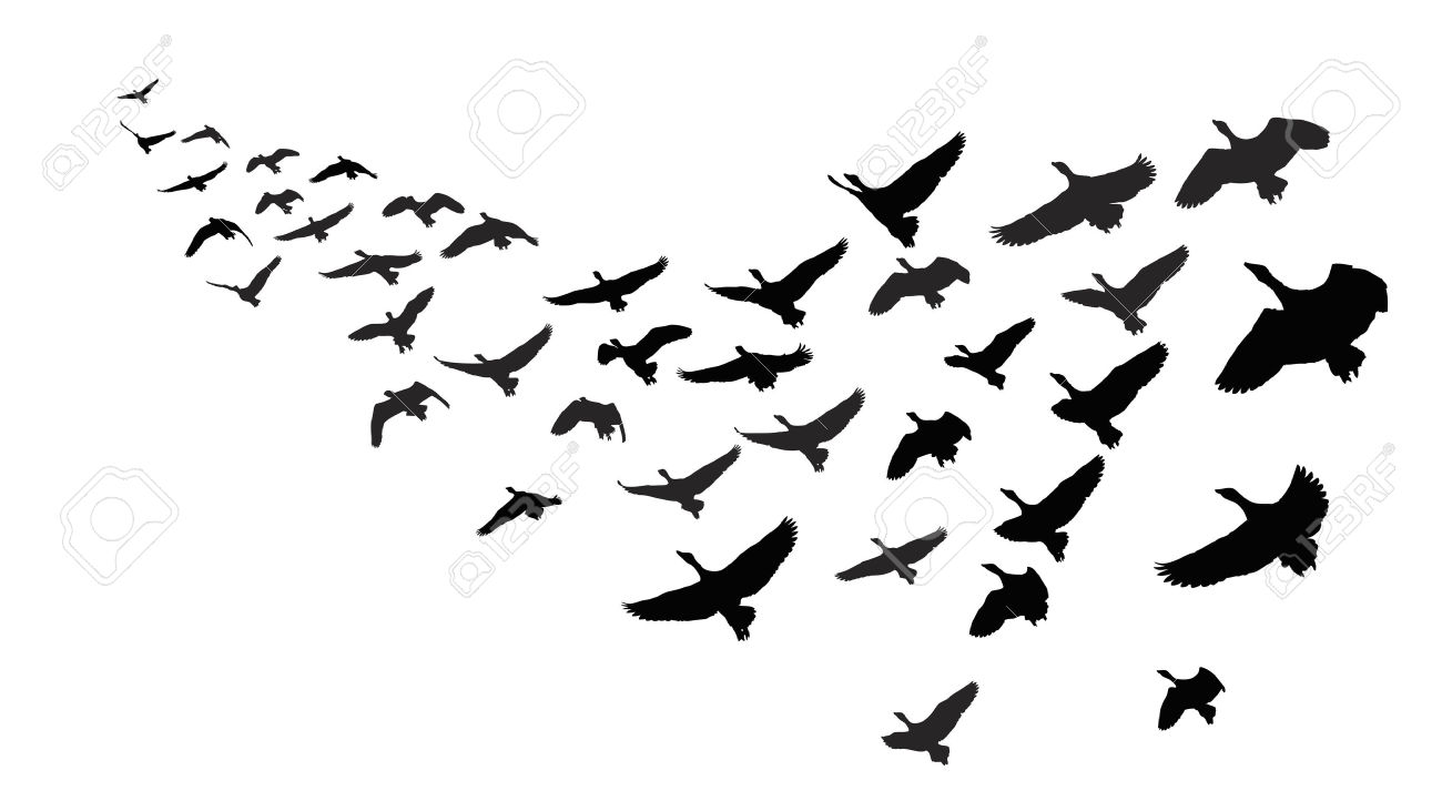 1300x731 Flock Of Birds Clipart Moving Picture