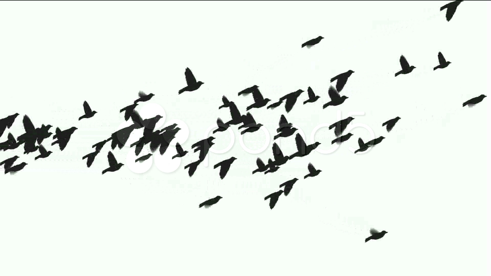 1920x1080 Flying Birds Silhouette. ~ Stock Video