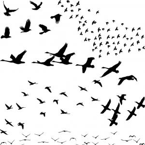 300x300 Silhouette A Flock Of Birds Vector Lazttweet