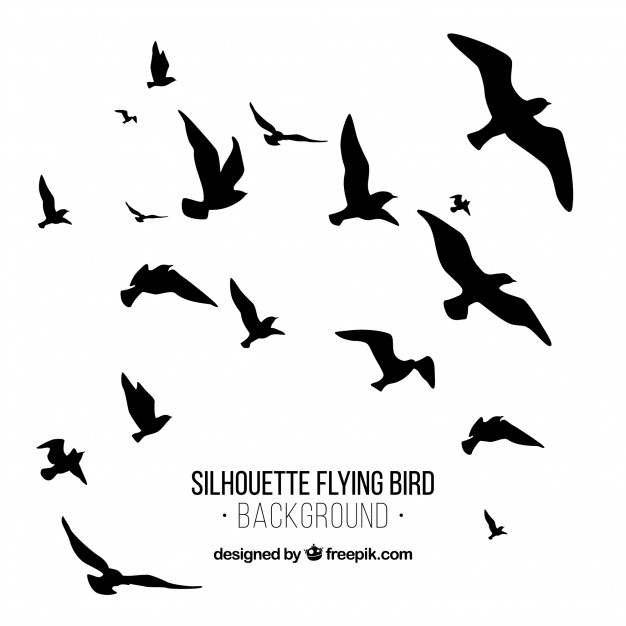 626x626 Bird Vectors, Photos And Psd Files Free Download