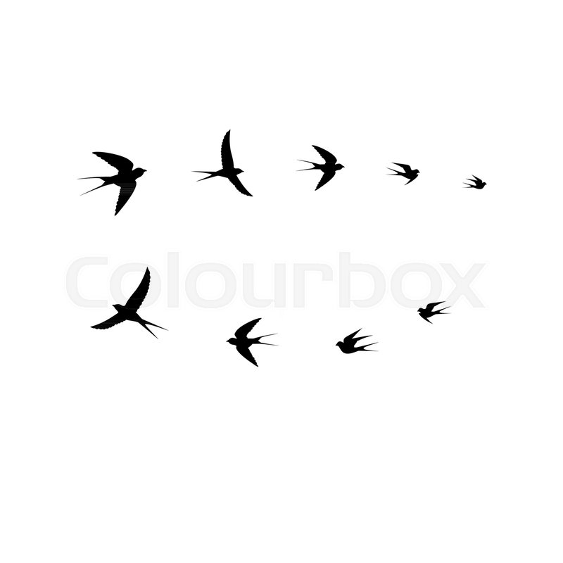 800x800 Bird Vector, Birds Flock,vector Illustration Stock Vector